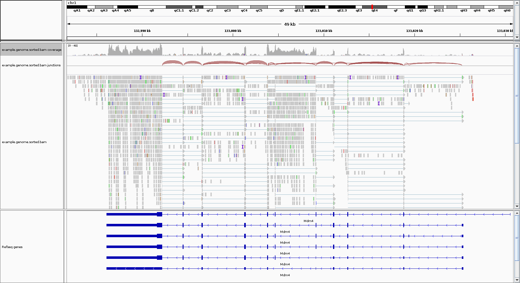 Image of alignment track and gene isoforms