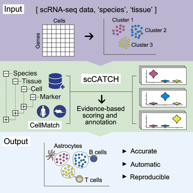 Image: scCATCH summary from Shao et al (2020).