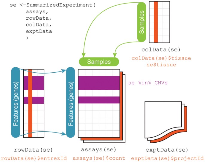 A breakdown of the SummarizedExperiment class.