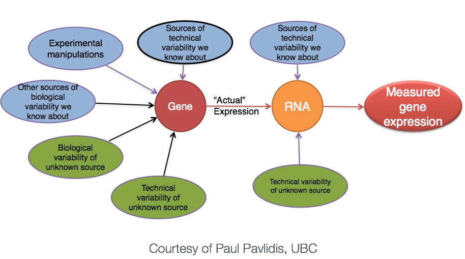 Image of technical, biological, and experimental contributors to gene expression, from HBC training materials