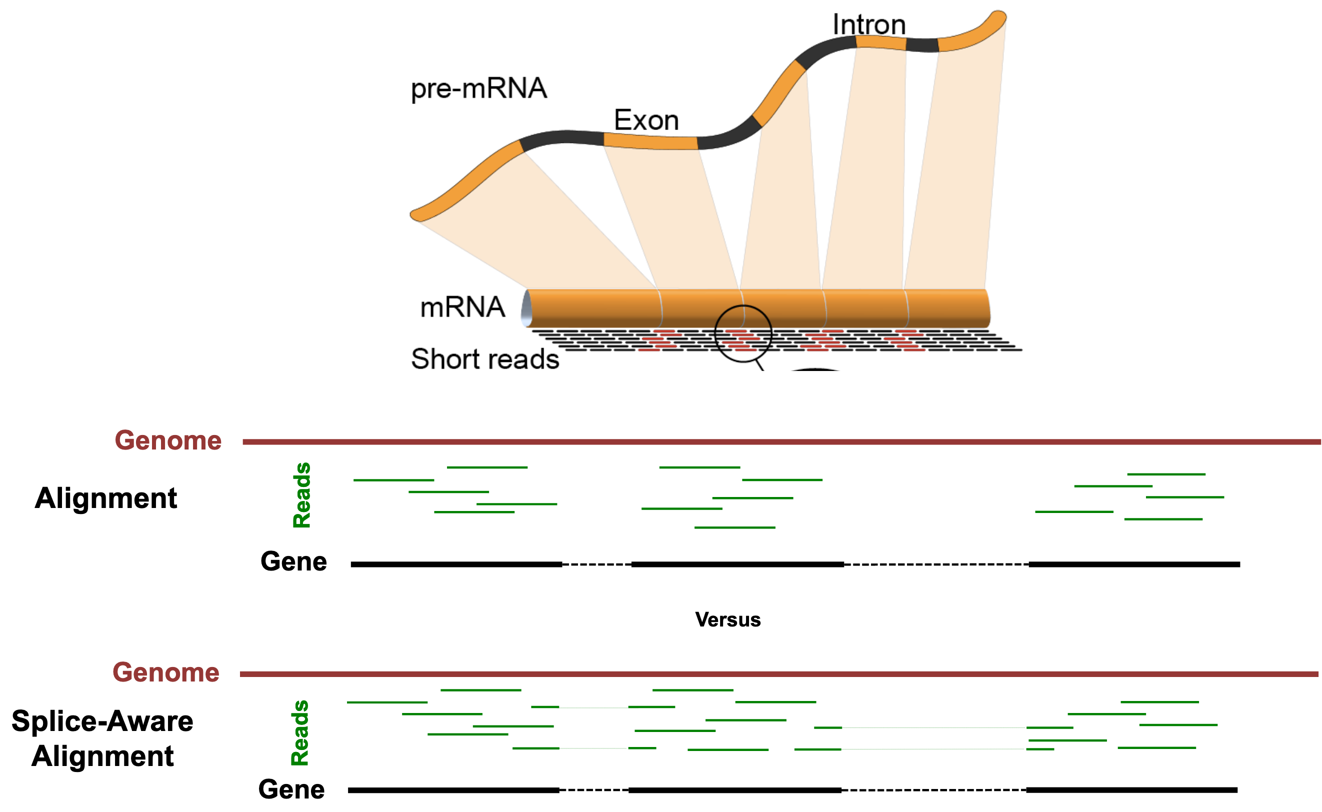 Splice-aware alignment